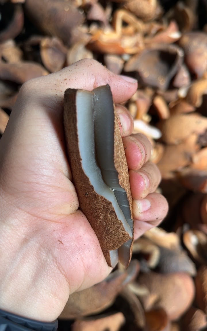 Indonesian Export-Grade Copra Milling Quality - Premium Bulk Supply