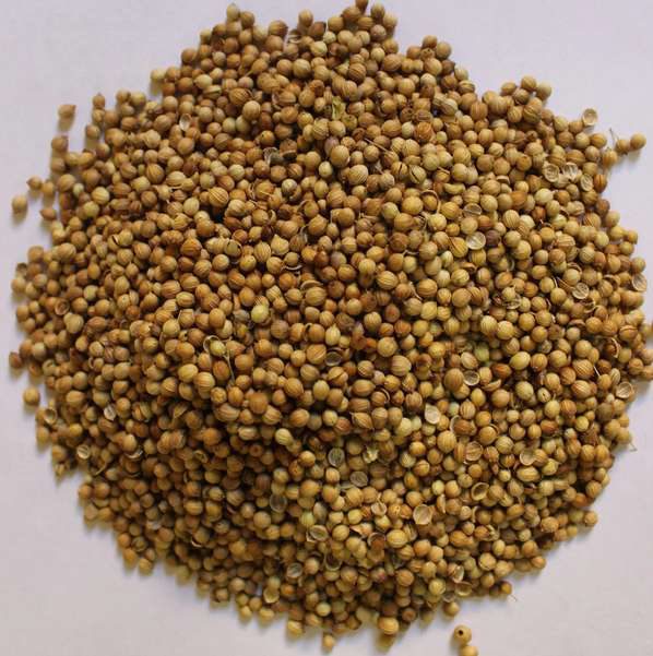 Coriander Seeds